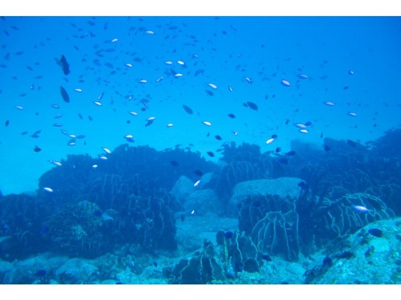 高知県 柏島 夏の思い出に 体験ダイビング アクティビティジャパン 高知県 柏島 夏の思い出に 体験ダイビング アクティビティジャパン