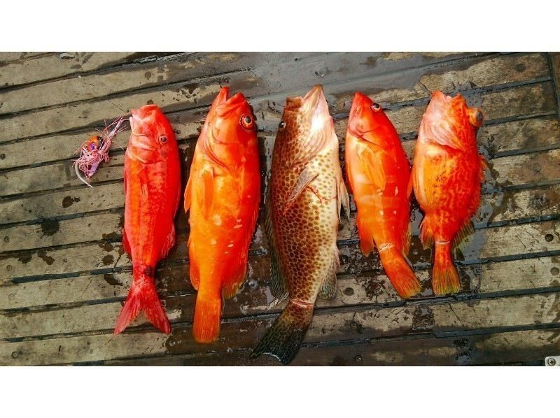 【和歌山・すさみ町】奥深くスリル満点！かかり釣り（7時間）