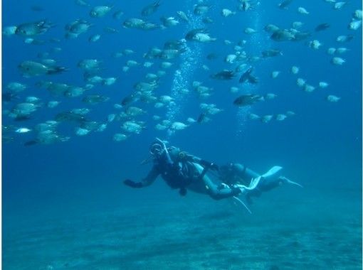 【Shizuoka / Ito】 For beginners! Experience diving ♪の画像