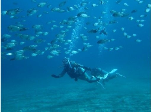 【 Shizuoka / Ito】 For beginners! Experience diving ♪ < Weekday only>の画像