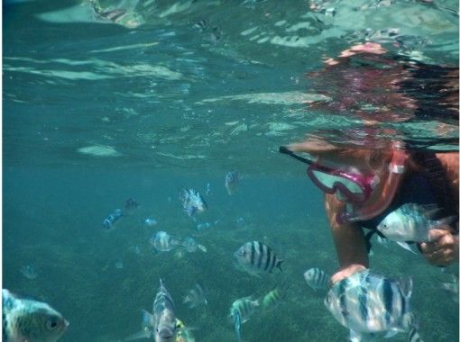 【Okinawa Prefecture · Head Office Town】 Reliable even for the first time and children! Snorkeling in Minatojima in the northern main island!の画像