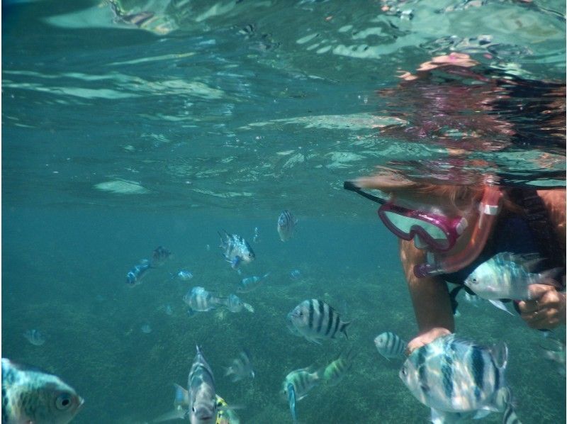 【Okinawa Prefecture · Head Office Town】 Reliable even for the first time and children! Snorkeling in Minatojima in the northern main island!の紹介画像