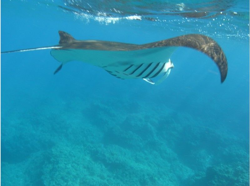 [Ishigaki Island] Going to see Manta Ray-Coral reef snorkeling half-day course- (AM / PM)の紹介画像