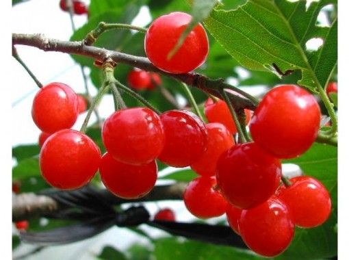 【Kumamoto / Aso】 Cherry harvest experienceの画像