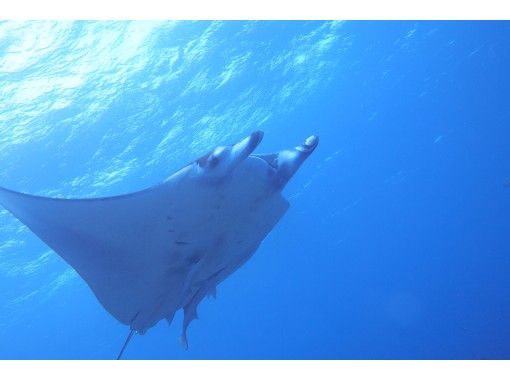 [Okinawa / Ishigaki Island] Go to see manta rays and sea turtles-Coral reef snorkeling 1-day course-の画像