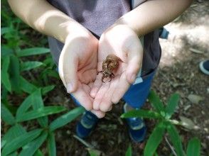 【山梨・八ヶ岳】家族で楽しむ森歩きの画像