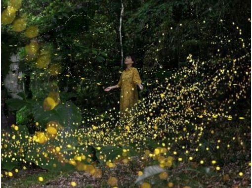[Ishigaki Island/Sunset] Natural illumination! Limited time Yaeyamahime firefly viewing tour★Limited from March to May★Equipment rental/free transportation★の画像