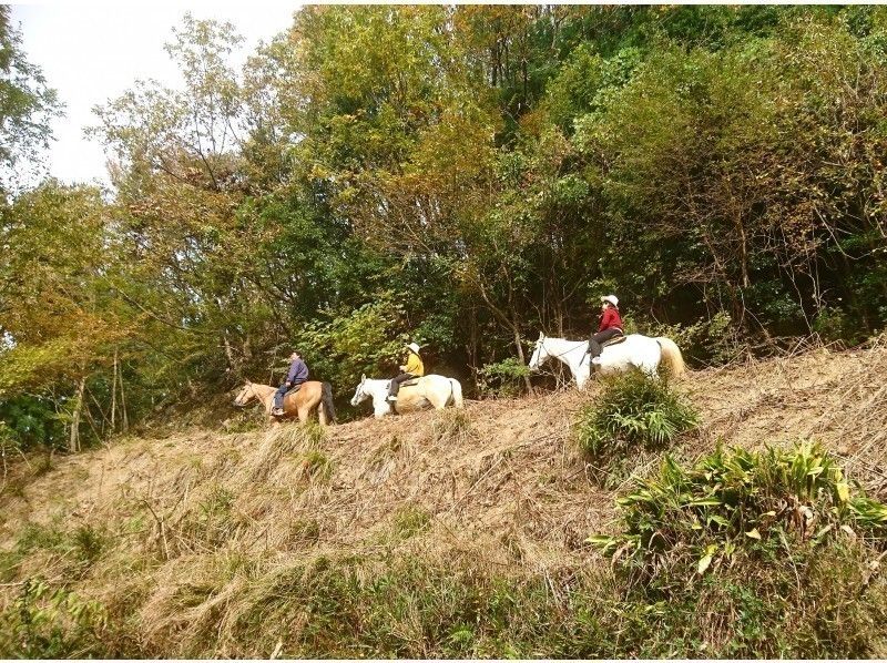 [Hyogo / Tamba Sasayama] Beginner forest bathing outside + 90 minutes walk to climb the mountain and feel the heightの紹介画像