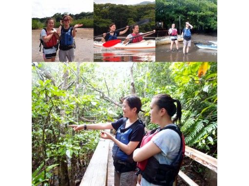 [沖繩西表島]易半日遊日這個最大的紅樹獨木舟遊去的原始森林！の画像