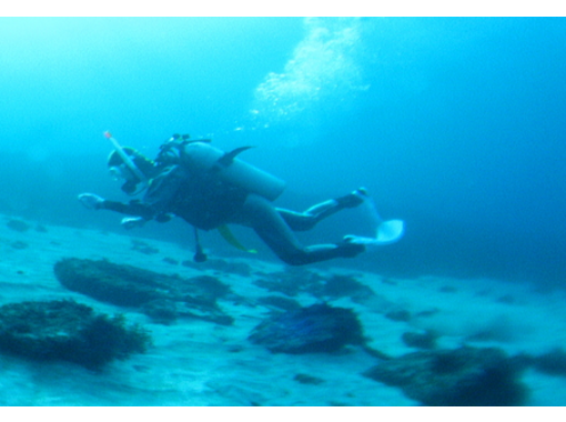 [Shizuoka Izu] fan diving [1 Beach 1 Boat]の画像