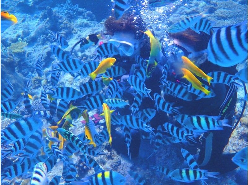 【沖縄・那覇発】チービシ諸島で体験ダイビング&パラセーリング(ウミガメコース)