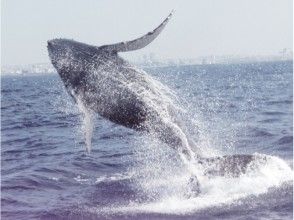 【沖縄】ホエールウォッチング&パラセーリングツアー(北部発)の画像