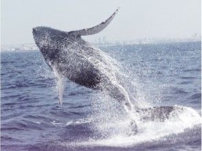 【沖縄】ホエールウォッチング&パラセーリングツアー(那覇発)の画像