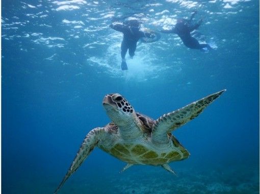 [Okinawa ・ Miyakojima] Boat experience Diving(1 dive)-Sea turtle Snorkeling Photo tourの画像