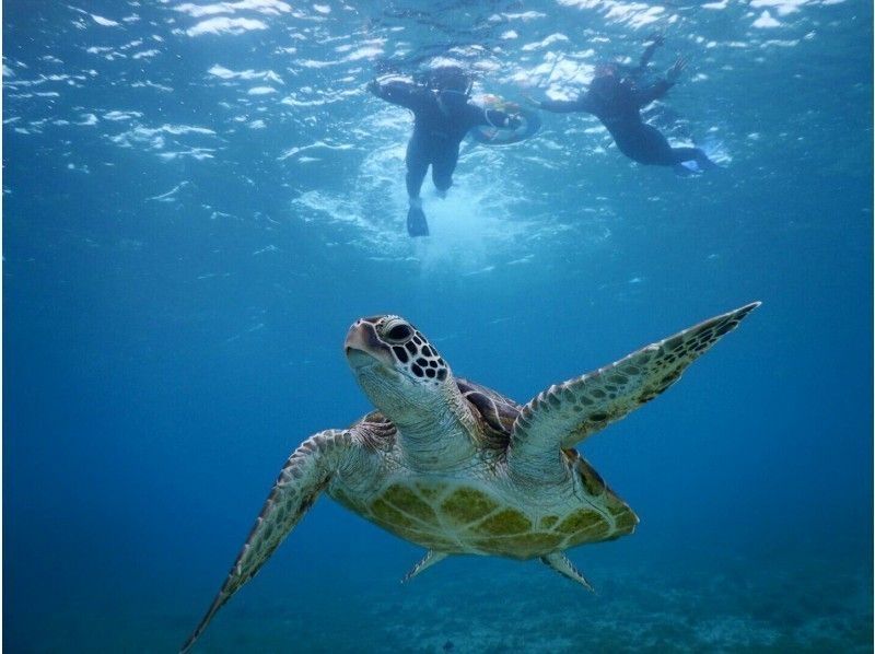 [Okinawa ・ Miyakojima] Boat experience Diving(1 dive)-Sea turtle Snorkeling Photo tourの紹介画像