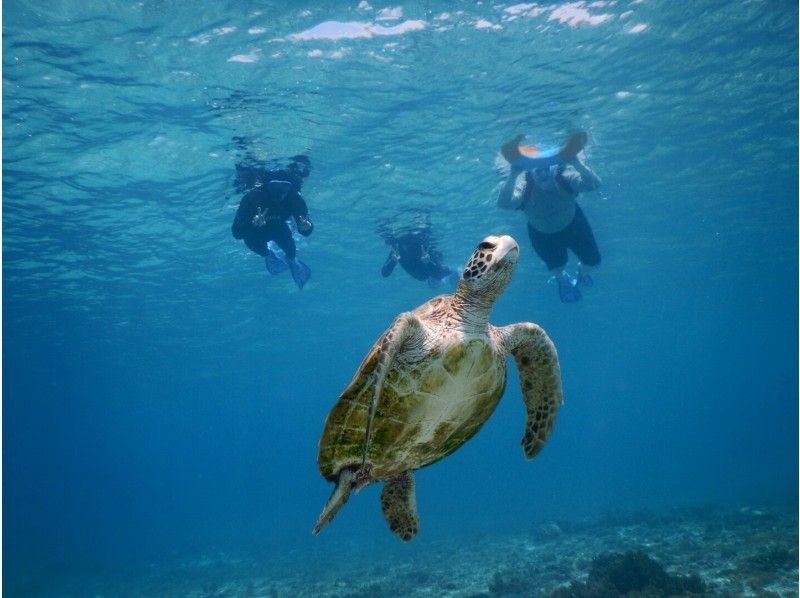 【沖縄・宮古島】ウミガメとシュノーケル！ツアー写真プレゼント！