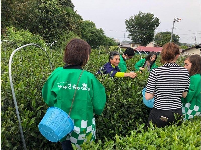 【埼玉・所沢】東京から1時間足らず!トトロの森の日本茶体験(6月30日)
