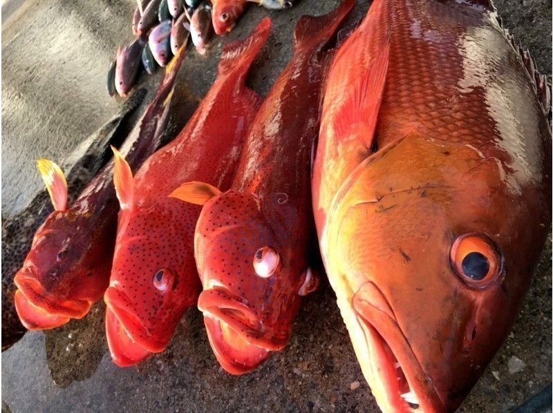 大物狙いの泳がせ釣り本格フィッシング！1日貸し切り船