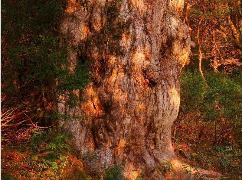1名でも即予約確定!白谷~縄文杉1泊ツアー【無料レンタル付で身軽に屋久島】AM下山で午後離島可能