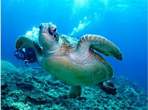 【National Park Kerama Islands · 3 locations a Sun 】 ※ with security! Turtle Observation Experience diving & Snorkelingの画像