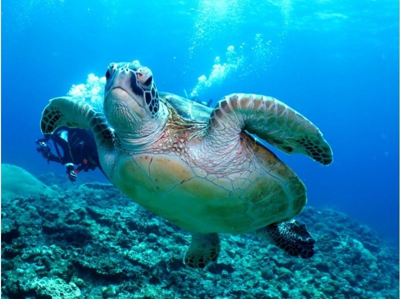 【National Park Kerama Islands · 3 locations a Sun 】 ※ with security! Turtle Observation Experience diving & Snorkelingの紹介画像