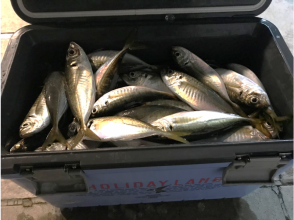 【東京・羽田】激安！「アジ」貸し切り船★5名までOK ♪180分  釣った魚を食べれるお店紹介可！