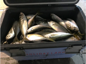 [Tokyo/Haneda] 120 minutes Horse mackerel charter boat ★ Up to 7 people OK ♪ We can introduce restaurants where you can eat the fish you catch!の画像