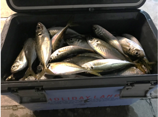 [Tokyo/Haneda] 120 minutes Horse mackerel charter boat ★ Up to 7 people OK ♪ We can introduce restaurants where you can eat the fish you catch!の画像
