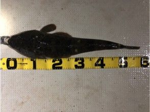 【東京・羽田】泳がせマゴチ便♪ 2時間プラン★貸し切り船 釣った魚を食べれるお店紹介可！！