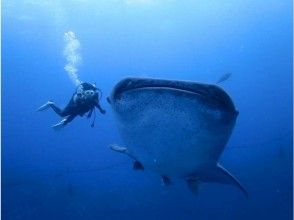 Free transportation, photos and videos !! [Yomitan Village, Okinawa Prefecture] Whale shark experience diving