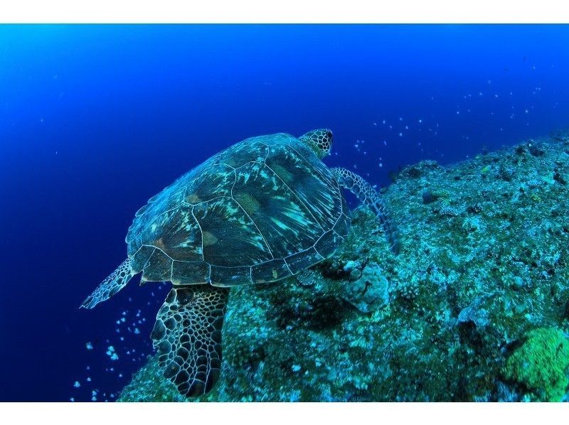 【沖縄・宮古島】自社大型ダイビング船で行く！2ボートファンダイビング