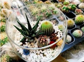 [Osaka ・ Shinsaibashi] Cactus glass ★ Handmade experience