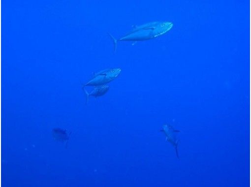 【远程岛】探险船FUN 深潜 【2潜水/交通】※仅限时间の画像