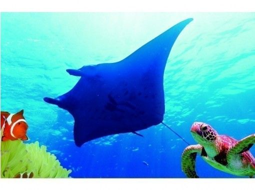 [★☆ Reservation bonus gift included! ★ ☆] Very popular! Manta and sea turtle snorkel! OK from 2 years old (about 3 hours)の画像