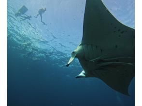 大人気！マンタとウミガメシュノーケル！（約2〜3時間）★☆予約特典プレゼント付き！★☆