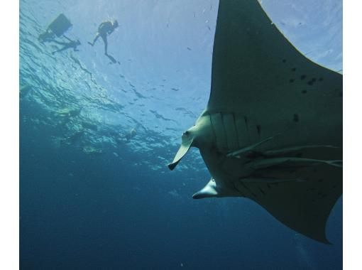大人気！マンタとウミガメシュノーケル！（約2〜3時間）★☆予約特典プレゼント付き！★☆の画像