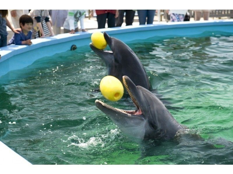 【高知・室戸岬】室戸ドルフィンセンター＆むろと廃校水族館★割引き★ドッキング入場チケット