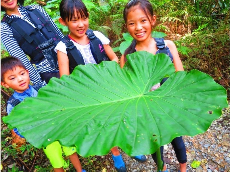 【沖縄・名護市】1グループ貸し切り！家族みんなでジャングル探検！