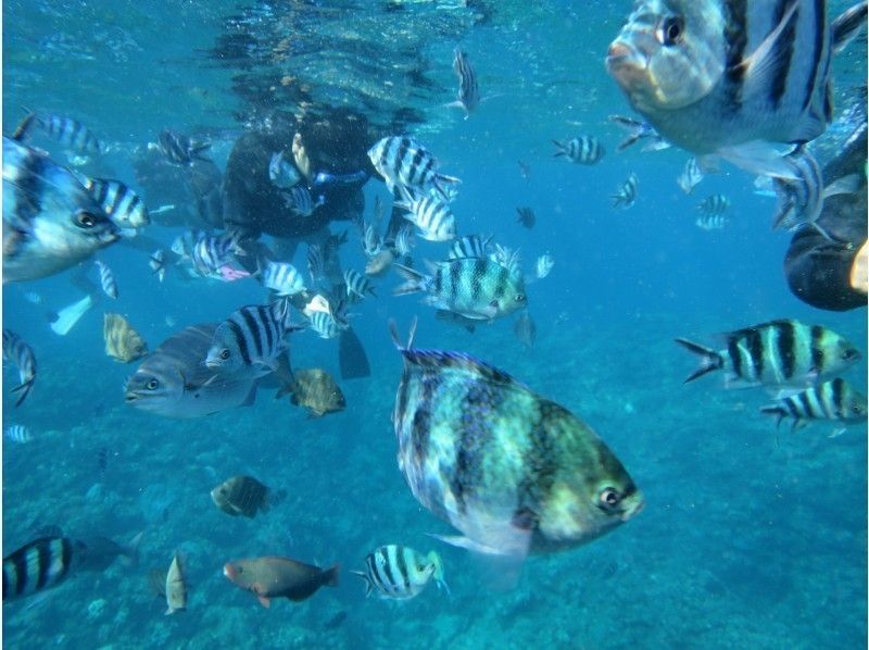 【沖縄・恩納村】熱帯魚と遊ぶ！ビーチ体験ダイビング