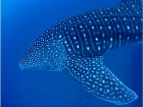 [Okinawa Jinbei] Hotel airport transfer free  Complete 1 group reserved! Whale shark experience