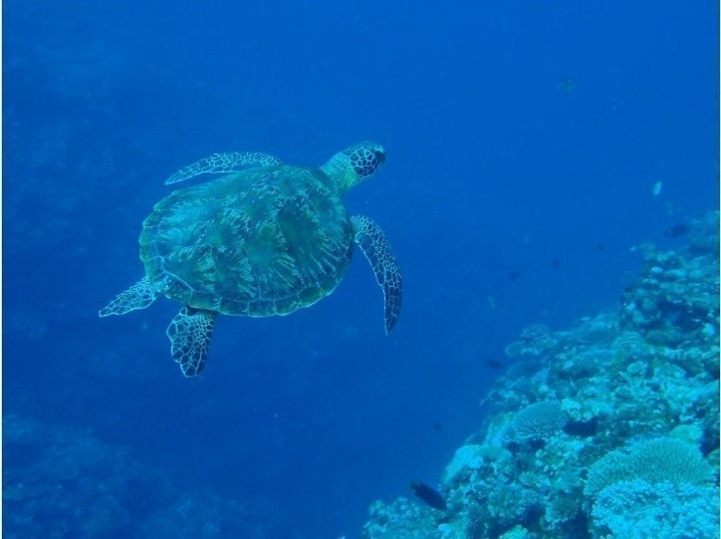 【沖縄県　石垣島】米原ビーチで海カメやニモに会えるシュノーケリングツアー！！ウミガメ遭遇率90％！