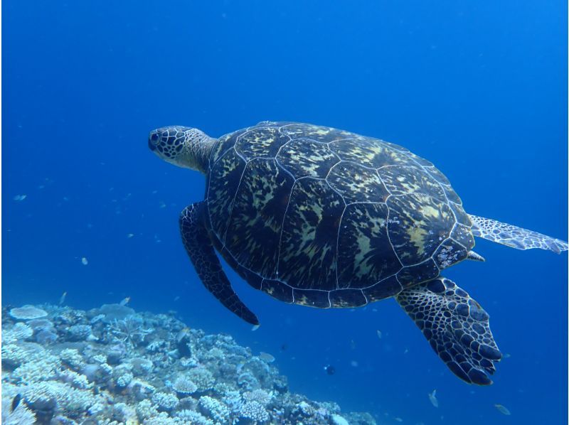 【北海道・SUP体験】透明度の高い支笏湖の湖面をクルージング！SUP体験（半日コース）の画像