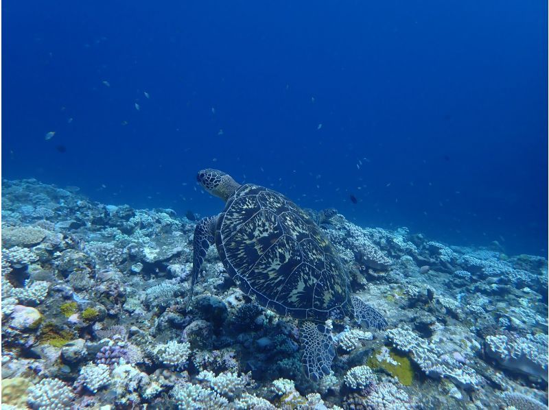 [冲绳府石垣岛]在Maibara海滩遇见海龟和海狸浮潜游！ ！海龟遇到率90％！の紹介画像