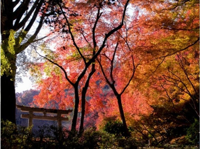 絶景紅葉スポット!「観心寺」「延命寺」&地元ガイドがご案内!高野街道散策バスツアー【P013143】の紹介画像
