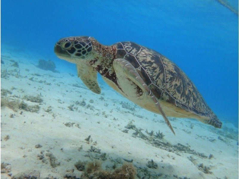 [9/24～11/30／那覇発] 高速船で行く！渡嘉敷島 ＜とかしくビーチ＞日帰り海水浴ツアー♪
