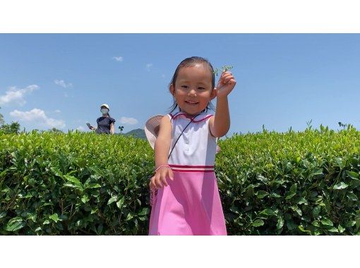 [Shizuoka / Kakegawa City] Experience tea picking in a tea plantation with a spectacular view of the World Agricultural Heritage Tea Grass Farm & Tempura Lunch of Freshly Picked Tea Leavesの画像