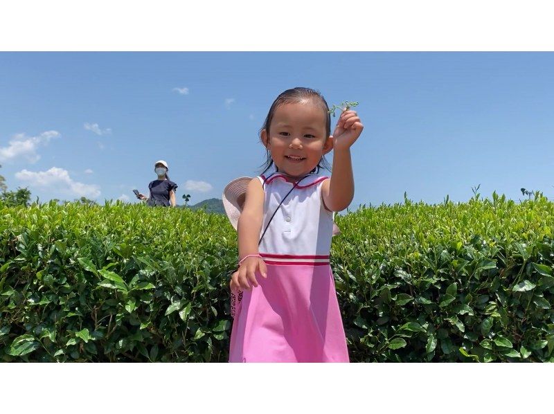 [Shizuoka / Kakegawa City] Experience tea picking in a tea plantation with a spectacular view of the World Agricultural Heritage Tea Grass Farm & Tempura Lunch of Freshly Picked Tea Leavesの紹介画像