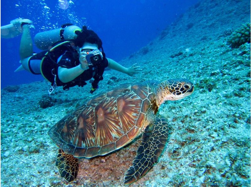 【ボートで行く　沖縄青の洞窟・貸切体験ダイビング】満足度97.2%！写真・動画・餌付体験も無料！