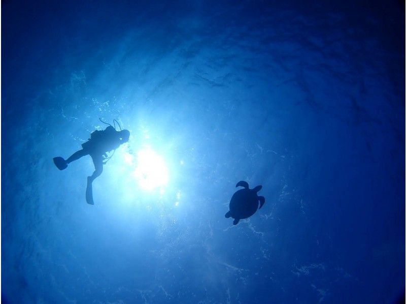 [冲绳·西海岸】★西海岸船迷深潜（1次潜水）の紹介画像