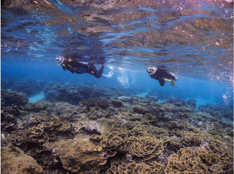 【沖縄・宮古島】1組貸切制★たくさんの珊瑚とお魚のいる伊良部島の海でシュノーケリング!3歳からOK!